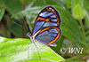 Ithomia agnosia